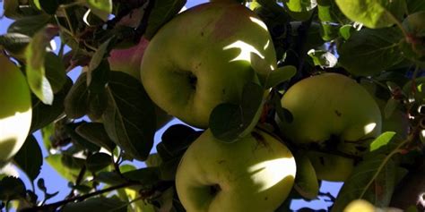 ayvaya elma aşılanırmı